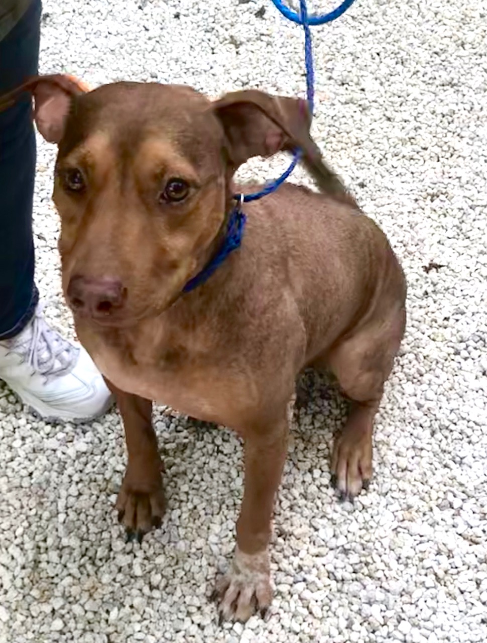 img_9408 Pet Orphans Miami