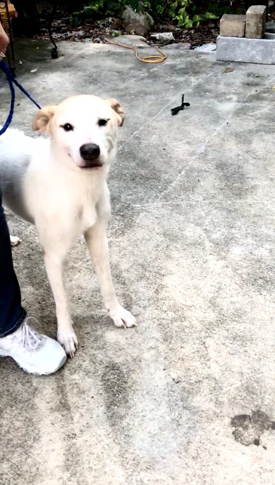 img_9498 Pet Oprhans Miami